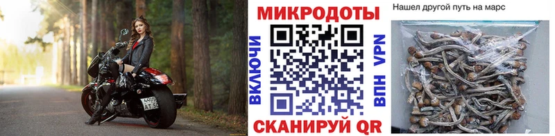 Псилоцибиновые грибы Cubensis  Казань 